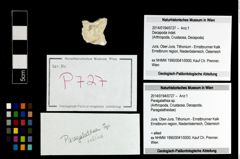 Foto (Objekt + Etikett) von Paragalathea sp.  (NHMW-GEO-2014-0194-0727)